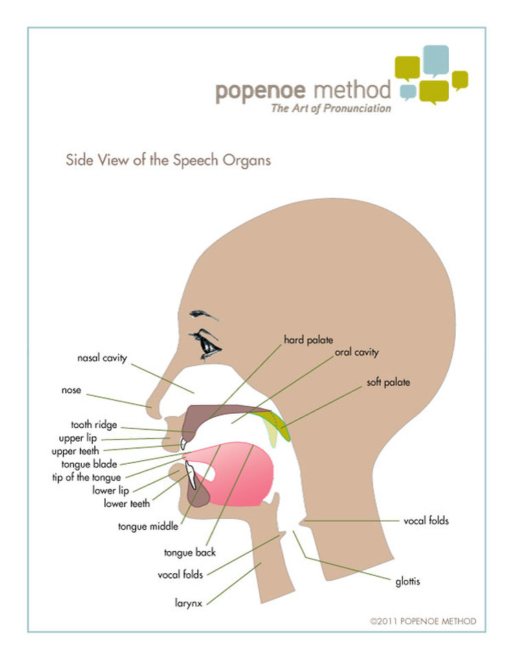 Speech Organs graphic