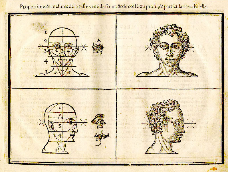 proportions and measurements of the head, vintage illustration